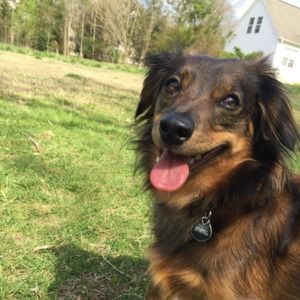 Meet your Posher, Babette